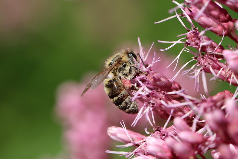 Eupatorium cannabinum- Moerasspirea - bloeittijd augustus - inheemse -natuurlijke -tuininrichting